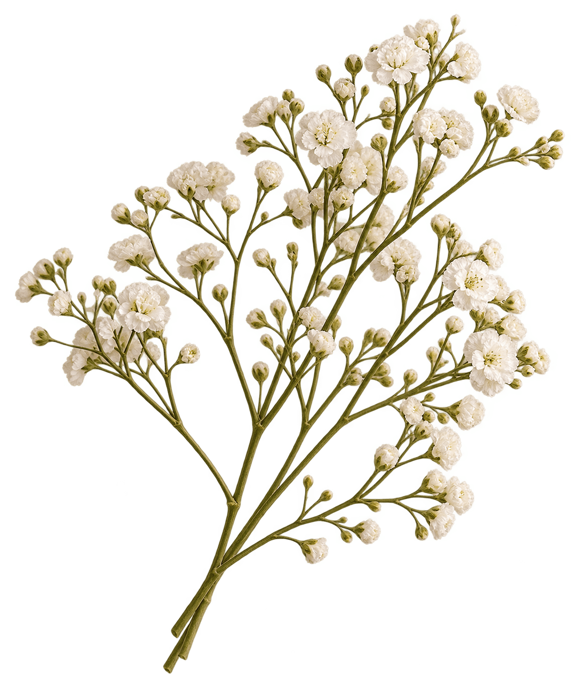 Decorative floral sprig